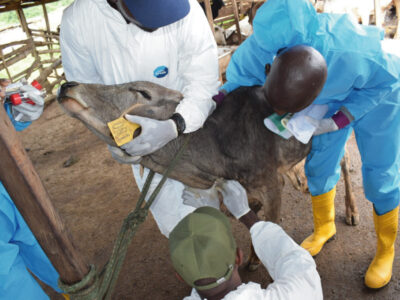 Technology and Innovation in Animal Health Management